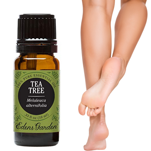 El aceite de árbol de té contiene propiedades antisépticas deshacerse de los hongos en las uñas de los pies